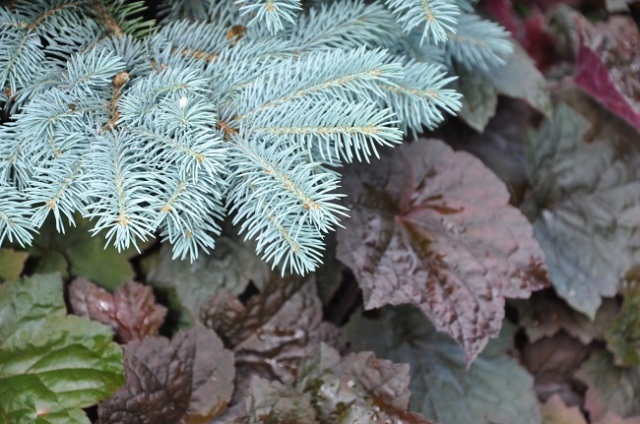 CoralBells/Blue Spruce