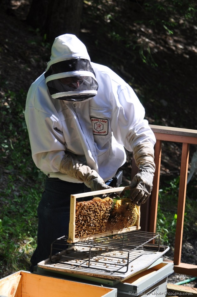 Bee removal