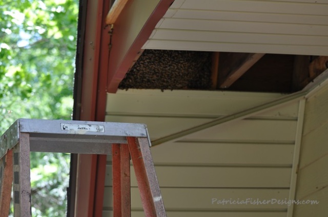 Bee removal 