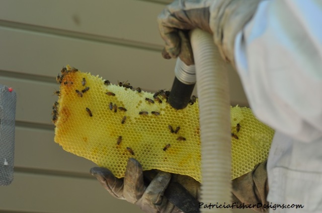 Bee removal 