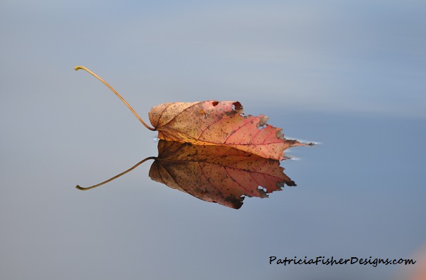leaf on the water